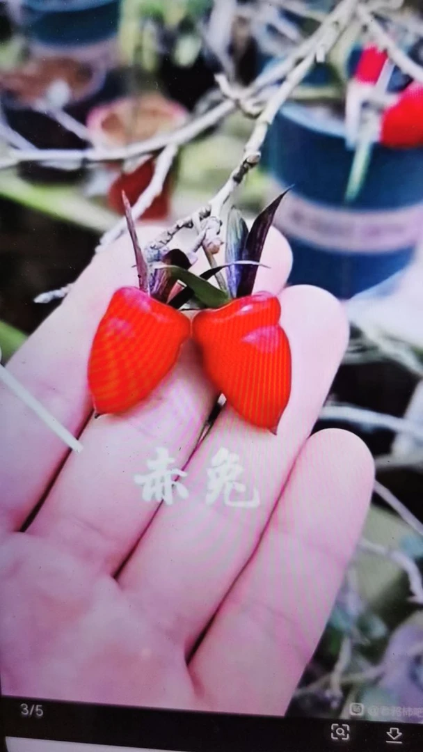 老鸦柿品种 赤兔嫁接苗