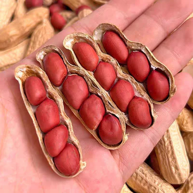 山里种的红皮花生仁｜小颗粒，比普通花生香（生花生米）（1）