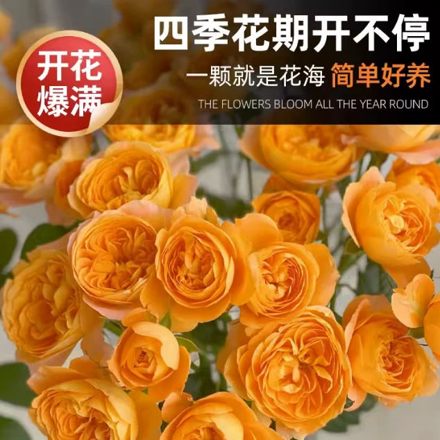 灌木果汁阳台月季花苗大花盆栽红果汁阳台多头玫瑰