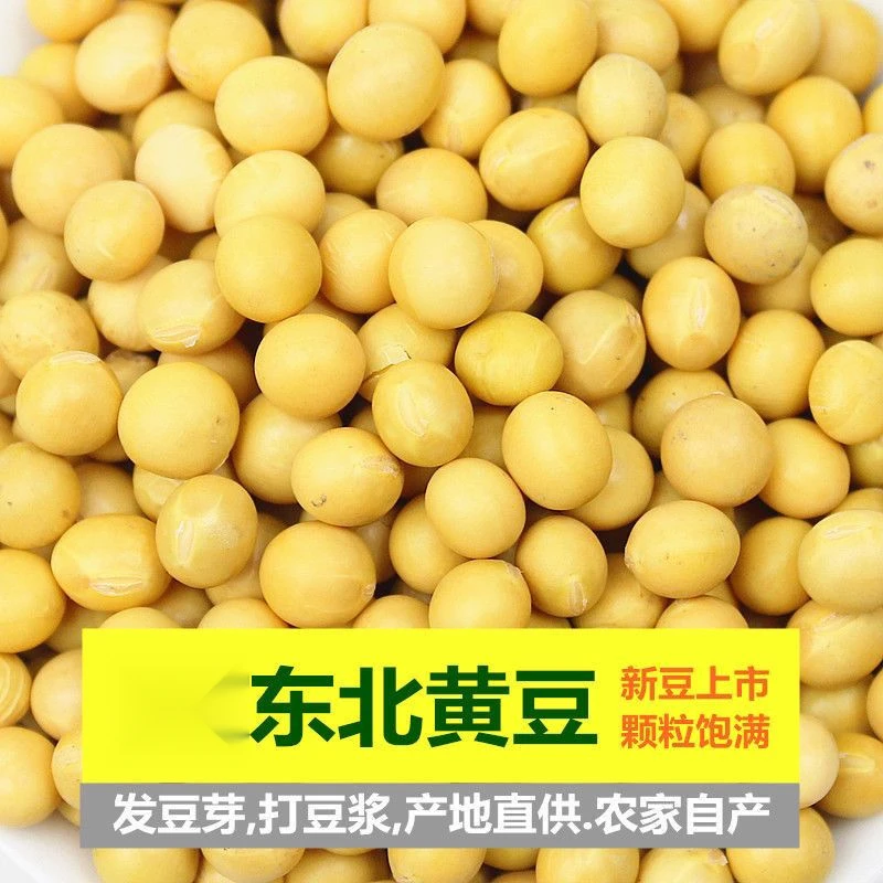红抱/新货浓郁东北黄豆精选土黄豆笨黄豆椭圆豆打豆浆大豆豆类杂