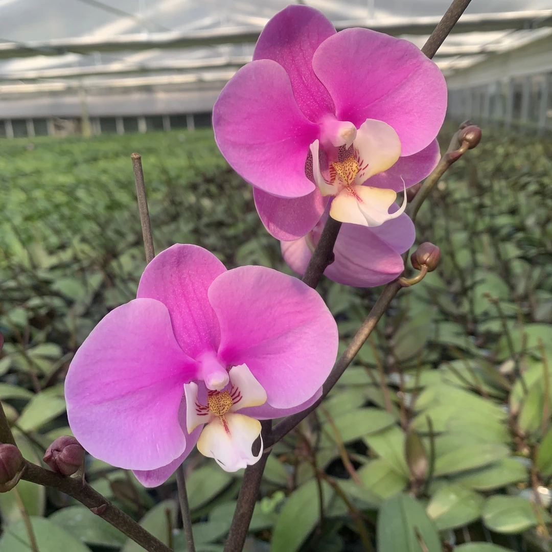 【花剑苗】安娜3.5寸杯大杯出梗蝴蝶兰室内高端花叶片开裂