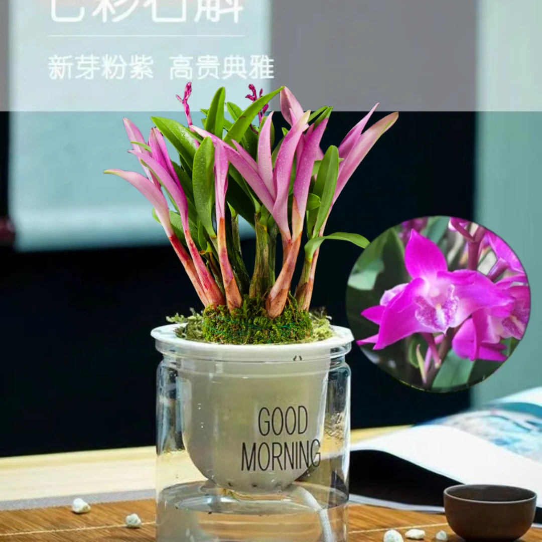 七彩香水石斛兰花四季开好养绿植浓香型石斛改善睡眠绿植净化空气