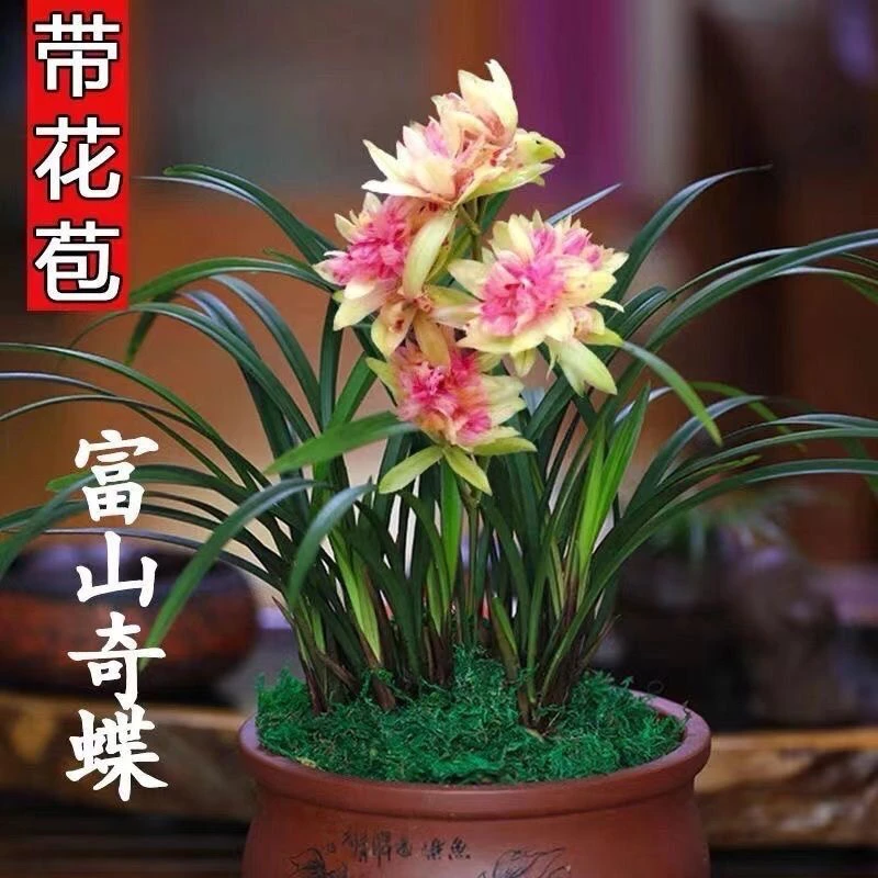 【无花】建兰3大奇花【富山奇蝶】浓香型兰花室内客厅花卉绿植盆栽