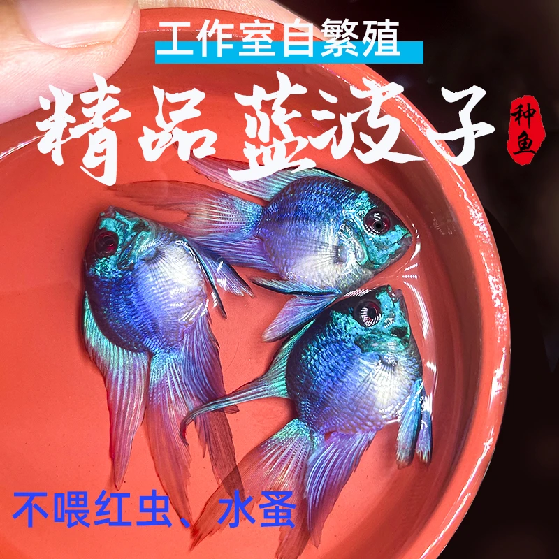 2对精品蓝波子4-5个月预备种鱼，长尾圆体只喂丰年虾和日青