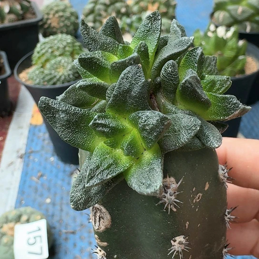 【闪购商品】群头苗接龙角牡丹