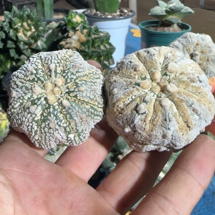 【闪购商品】两款落地海星奇迹074