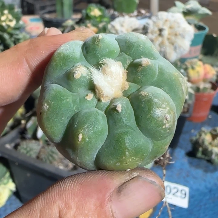 【闪购商品】大尤自根010