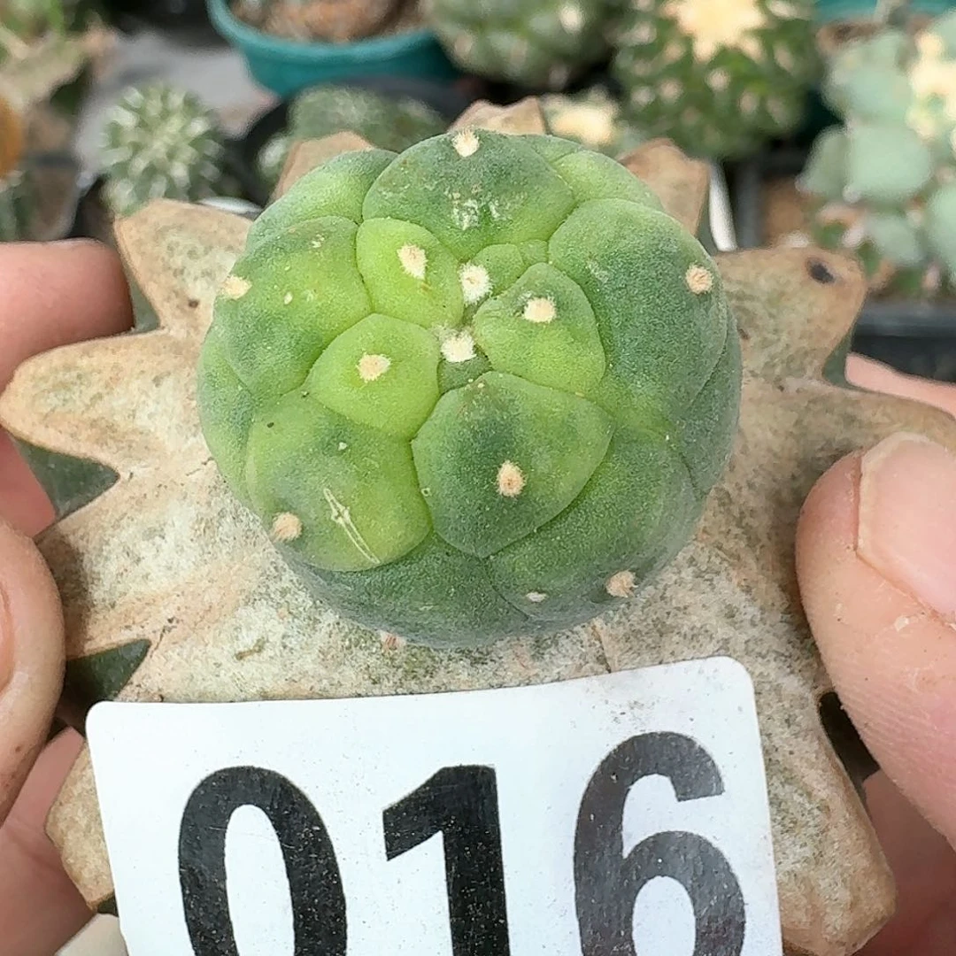 【闪购商品】苗接大尤银锦花锦小苗016
