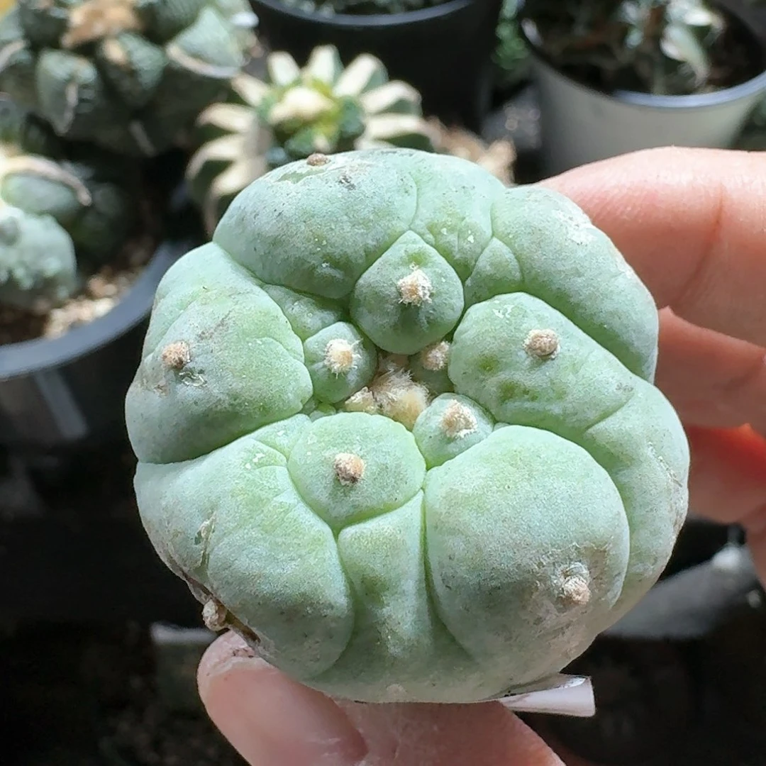 【闪购商品】萝卜根古田518