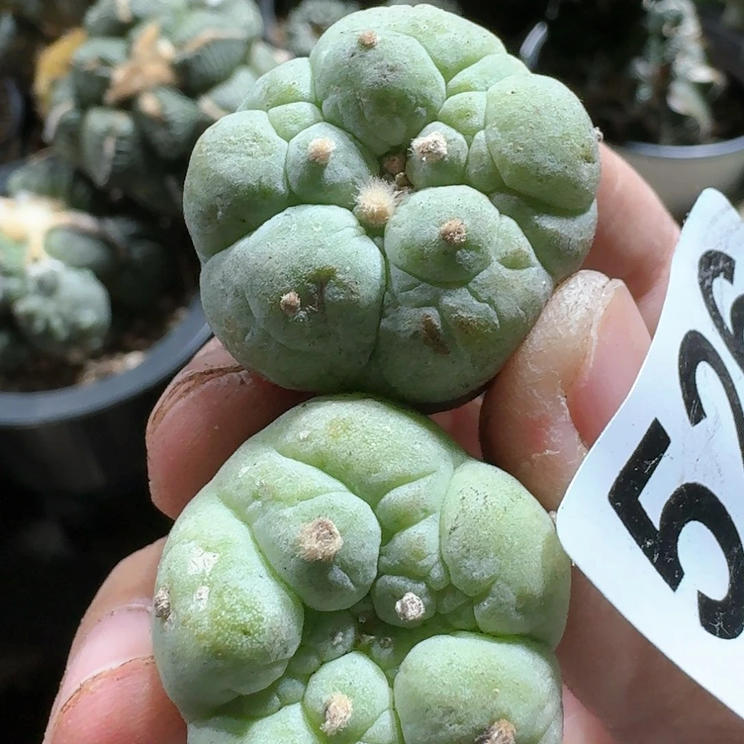 【闪购商品】两颗古田呗526