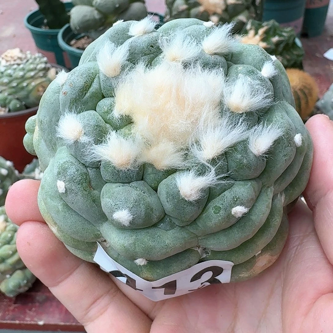 【闪购商品】自根阶梯鲜413