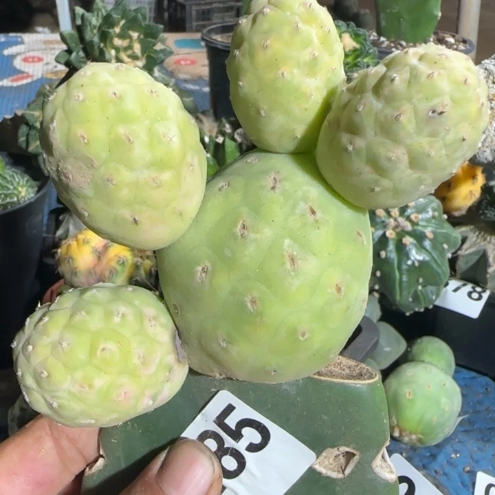 【闪购商品】群头大型无刺习志野锦285