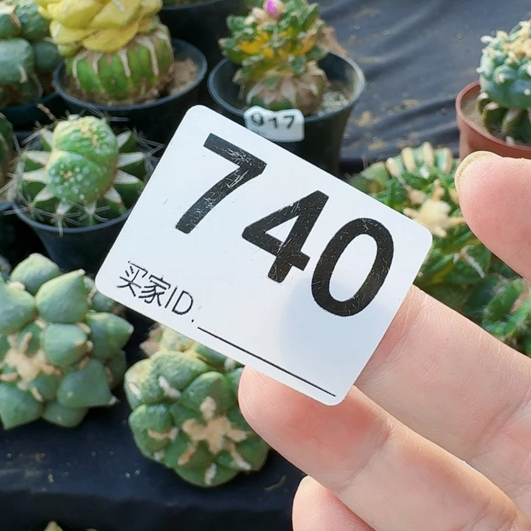 【闪购商品】Q*y740巧合体仙人球开花