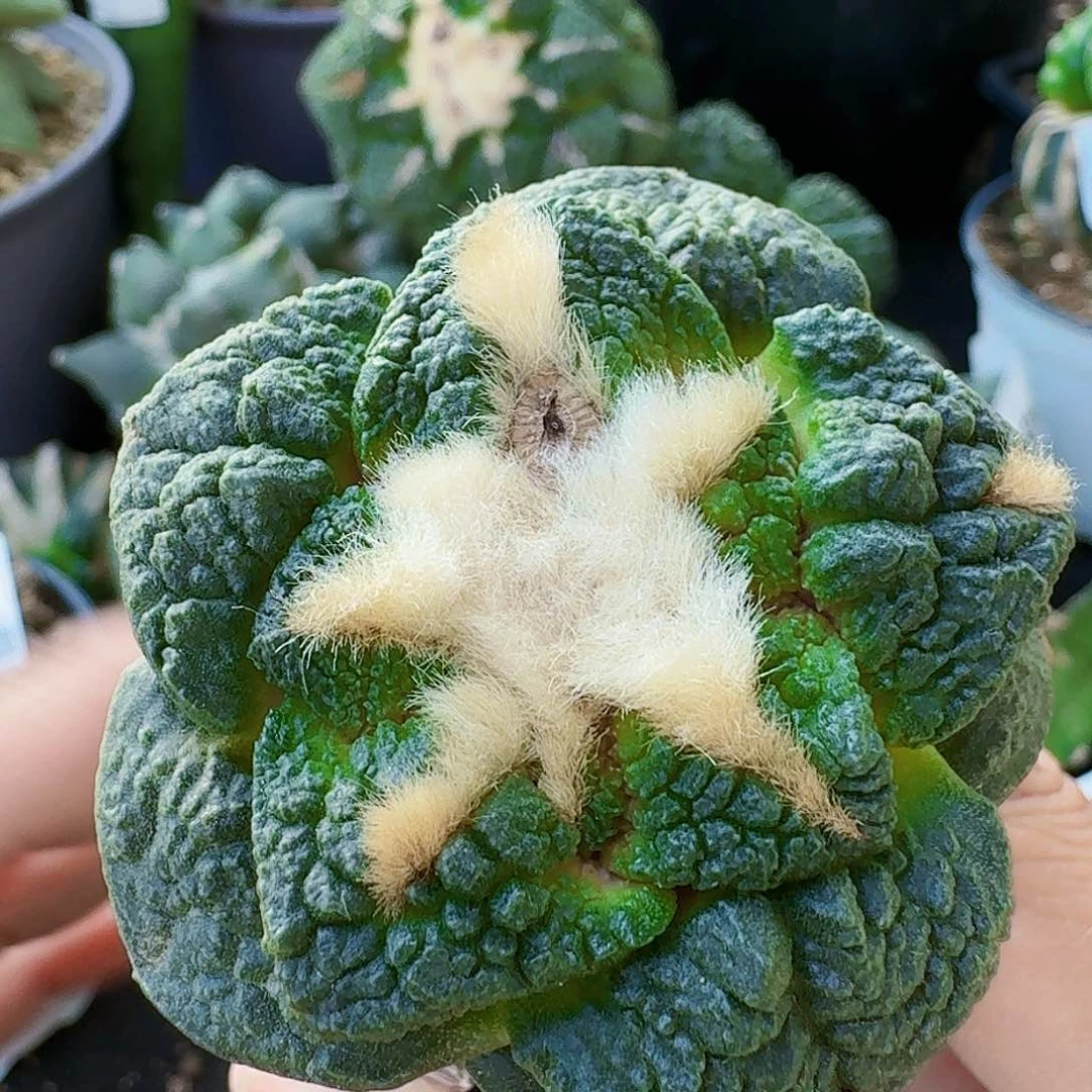 【闪购商品】丫*大尤连山089