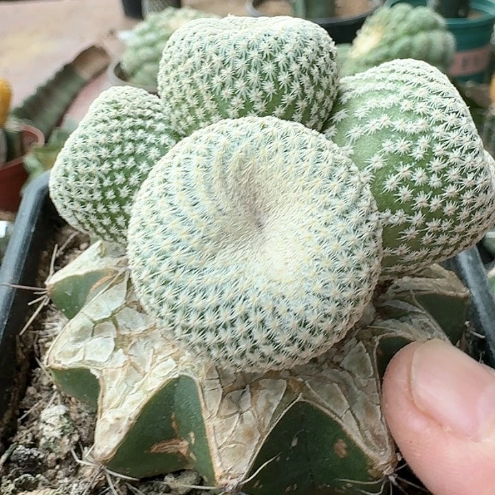 【闪购商品】群头苗接小人帽542