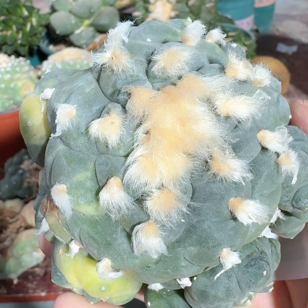 【闪购商品】自根阶梯肋骨锦201
