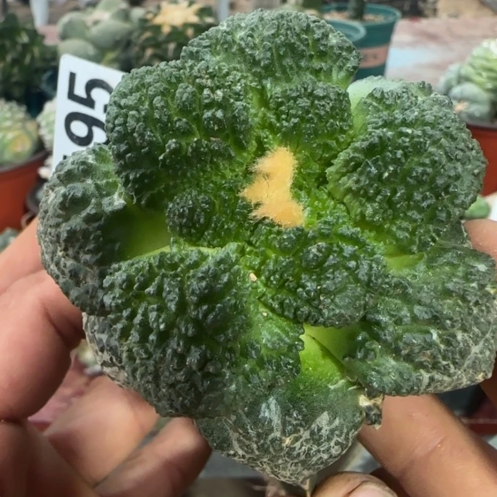 【闪购商品】丸尤哥斯拉428