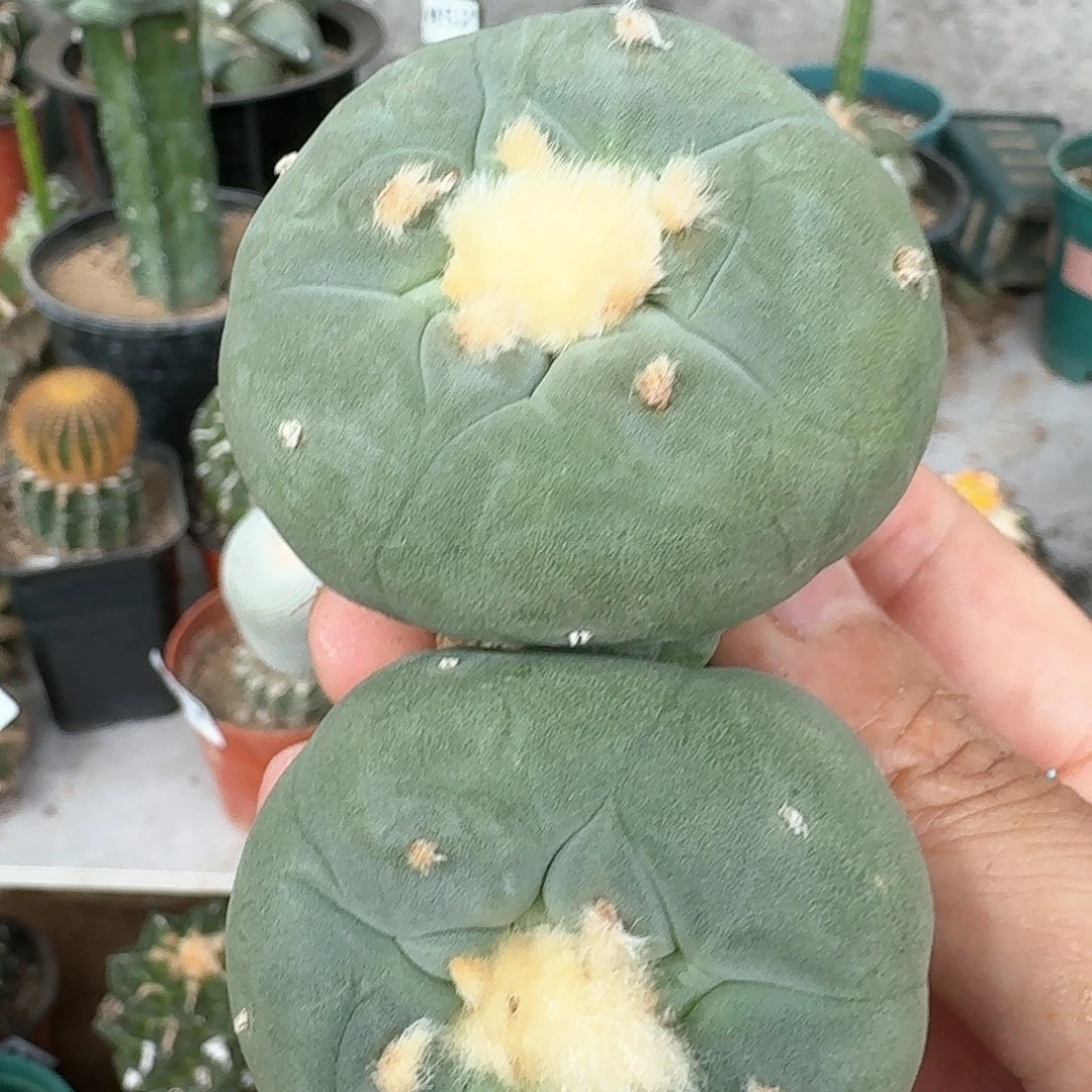 【闪购商品】实生双头蓝白肌大尤鲜