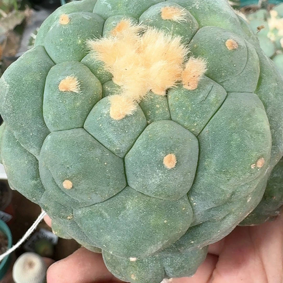 【闪购商品】仲永系大尤鲜983