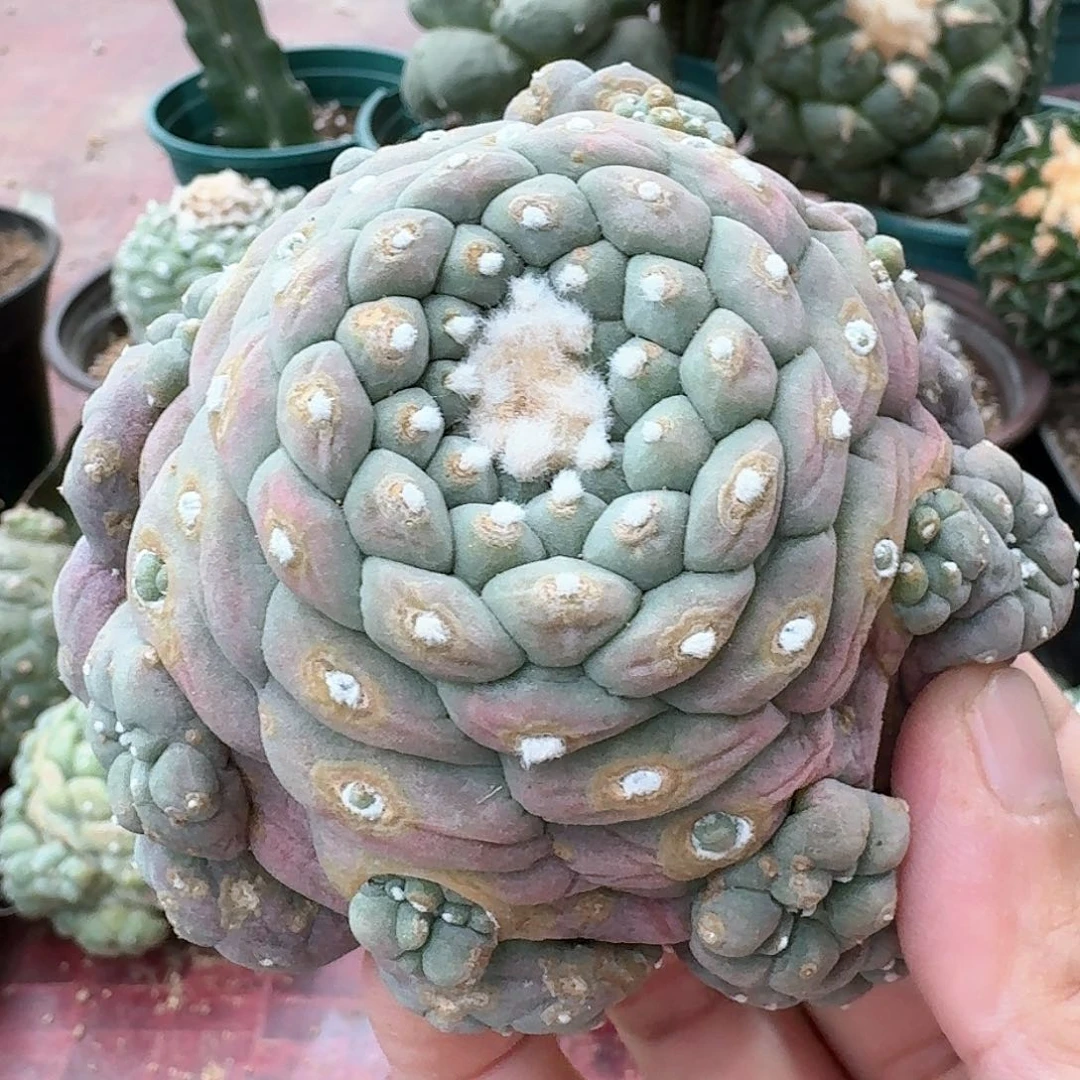 【闪购商品】艳肌佛头鲜