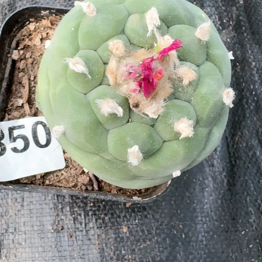 【闪购商品】假*憎鲜350