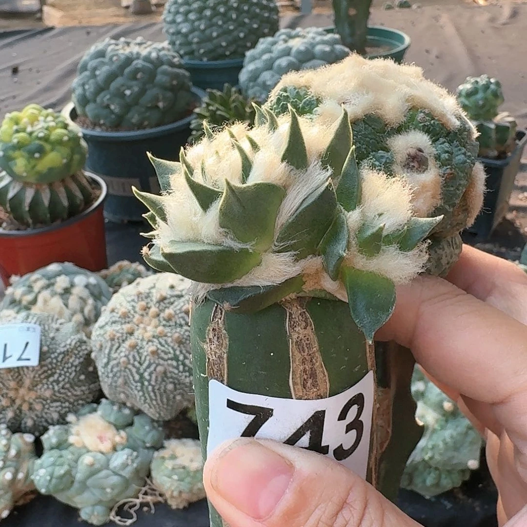 【闪购商品】C****r两颗牡丹743.543