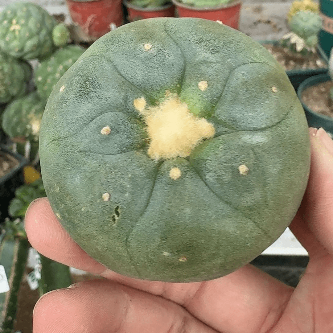 【闪购商品】实生蓝白肌大尤鲜160