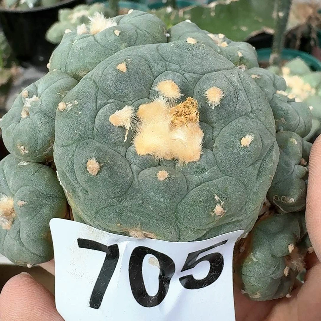【闪购商品】萝卜根鲜群705