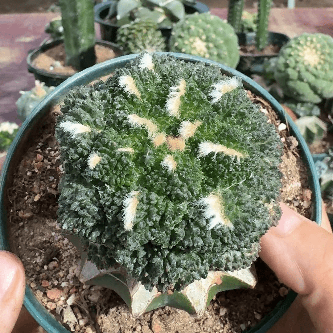【闪购商品】菜花牡丹仙人球394