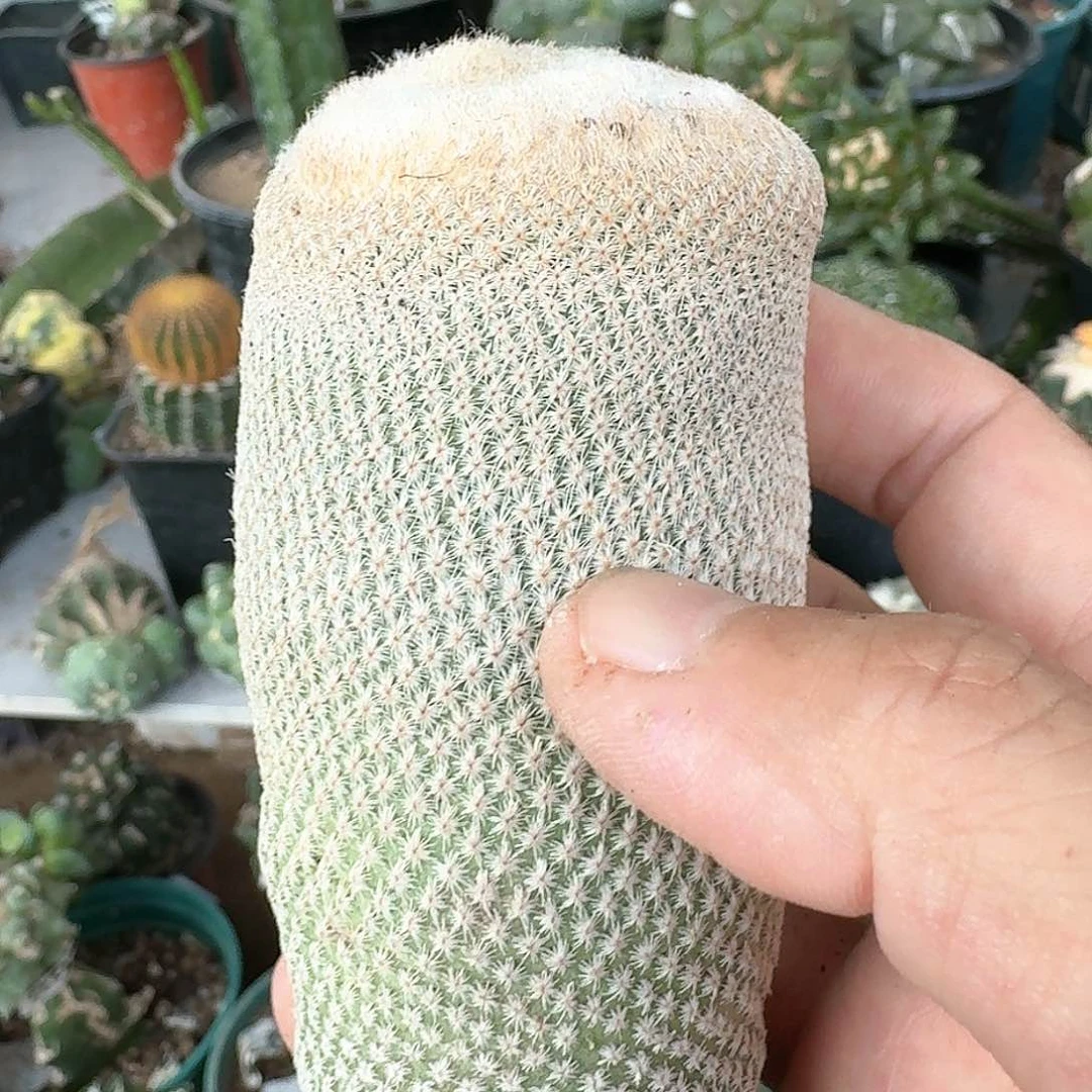 【闪购商品】落地小人帽仙人球