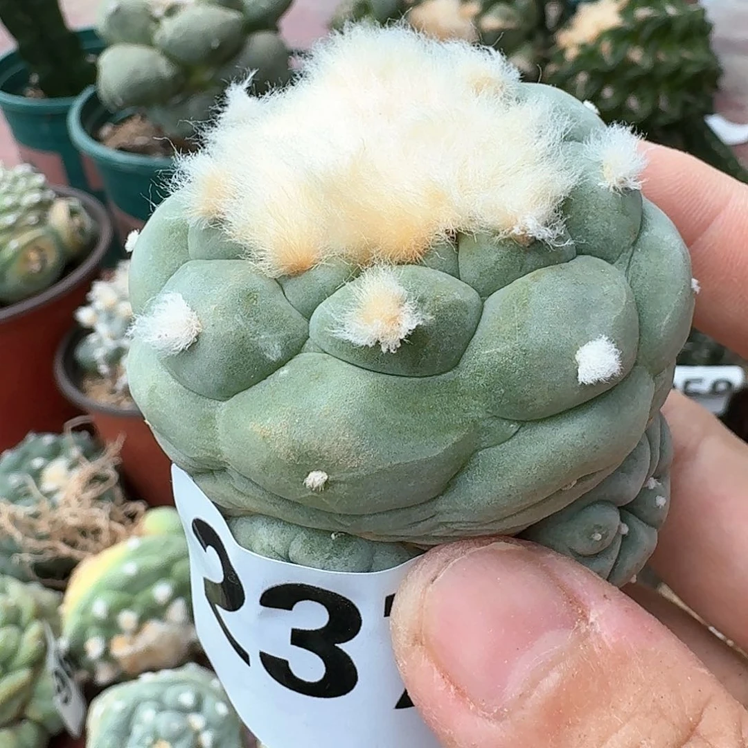 【闪购商品】自根蓝白肌大尤鲜237