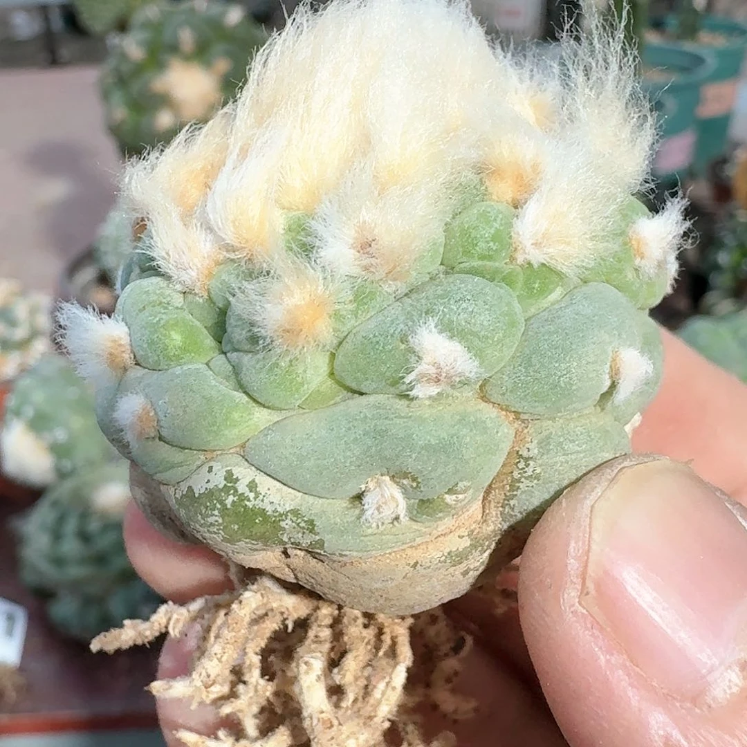 【闪购商品】长毛大尤皱尤鲜383仙人球