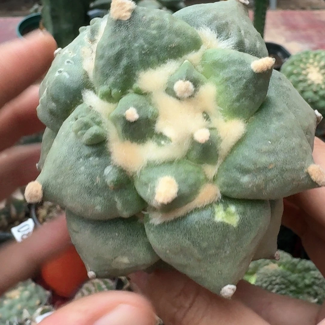 【闪购商品】苗接丸叶青瓷怒752