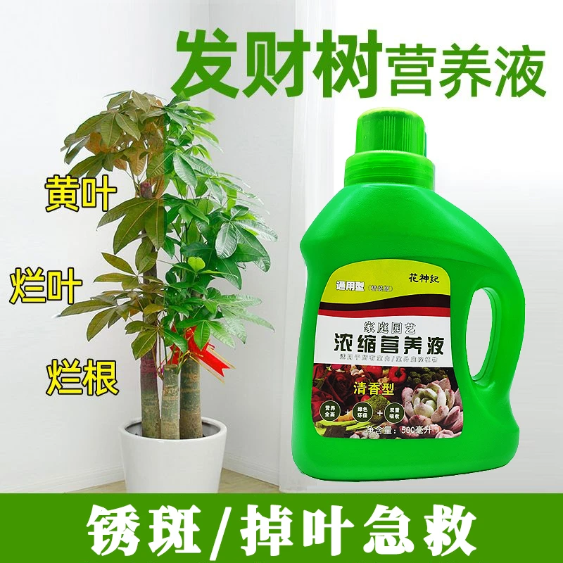 发财树营养液绿植养花通用型肥料专用治烂根黄叶促开花治叶子发黄