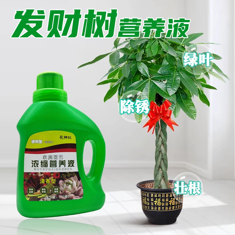 发财树营养液绿植专用通用型肥料专用治烂根黄叶促开花治叶子发黄