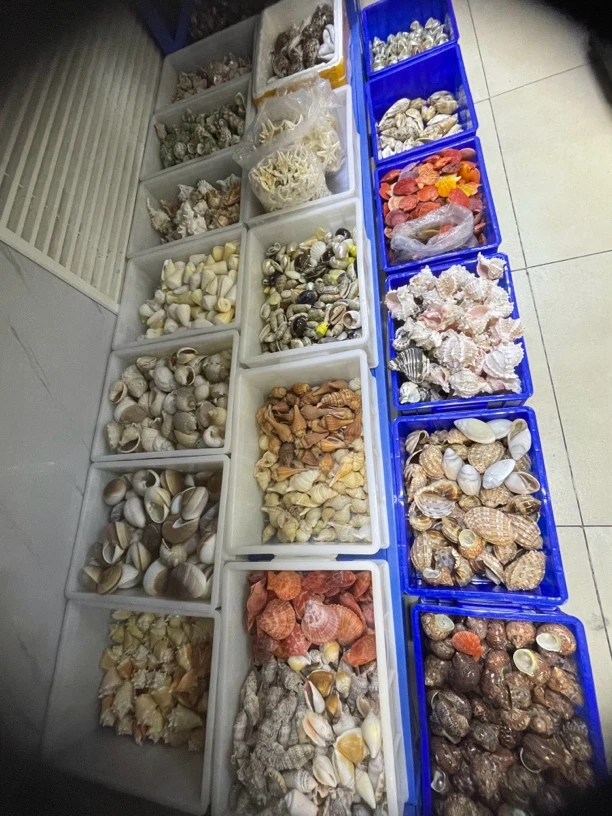 散螺混装12个（微瑕）完美主义者慎拍创意