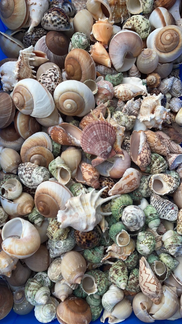 贝壳类工艺品天然海螺贝壳工艺品