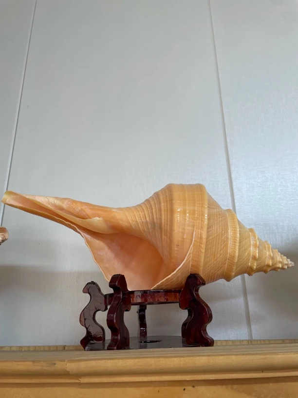 贝壳标本鱼缸造景礼物摆件