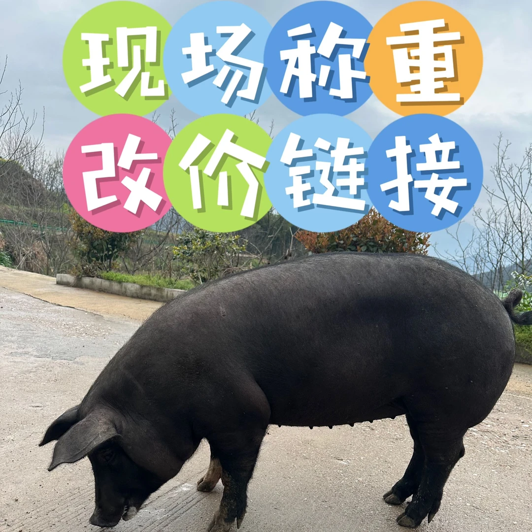 【有机猪现称链接】皖南黄山农村熟食土黑猪肉全肉链接 （顺丰包邮）