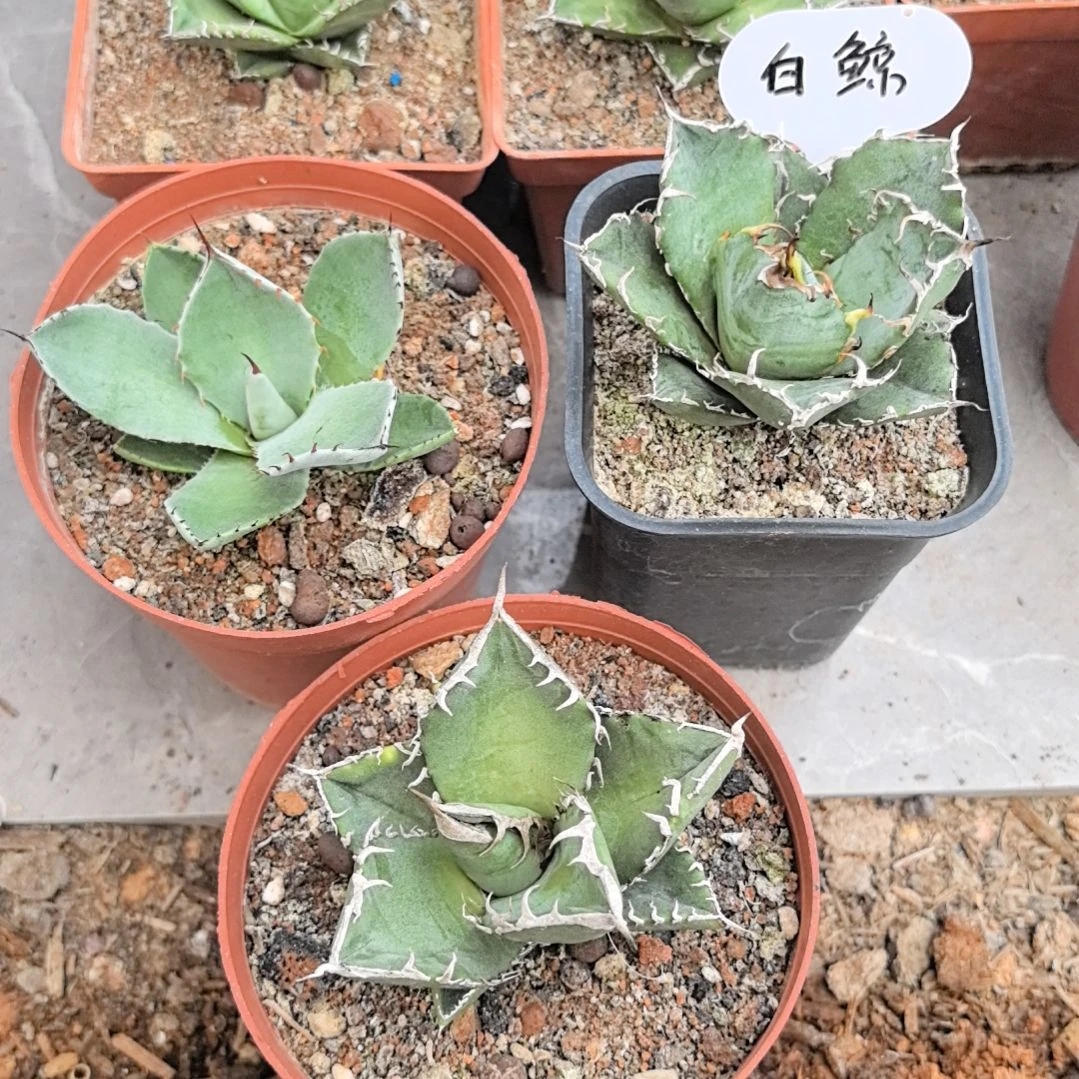 淡*白鲸,福克斯,立可白