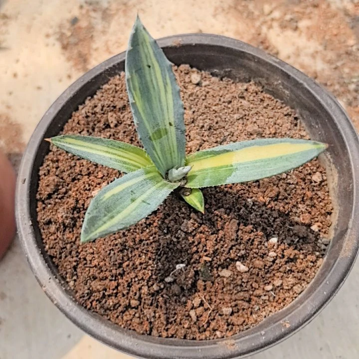 岁*赤牙龙稿斑龙舌兰