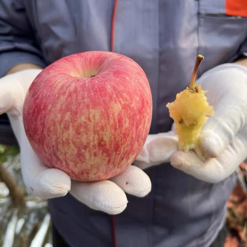 10元3斤特价直播秒杀（限量）红富士苹果