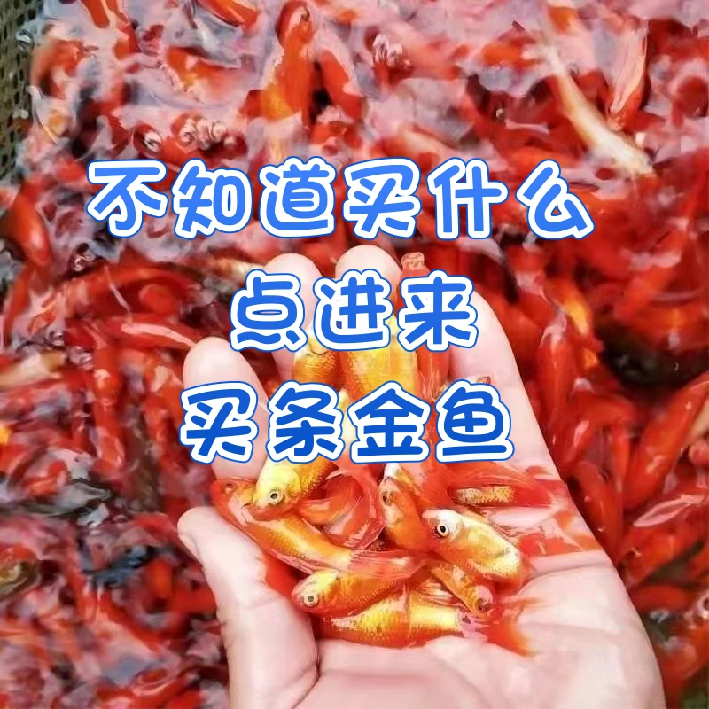 小金鱼草金鱼好养易活自来水可养冷水淡水观赏鱼苗摆摊小商品包邮