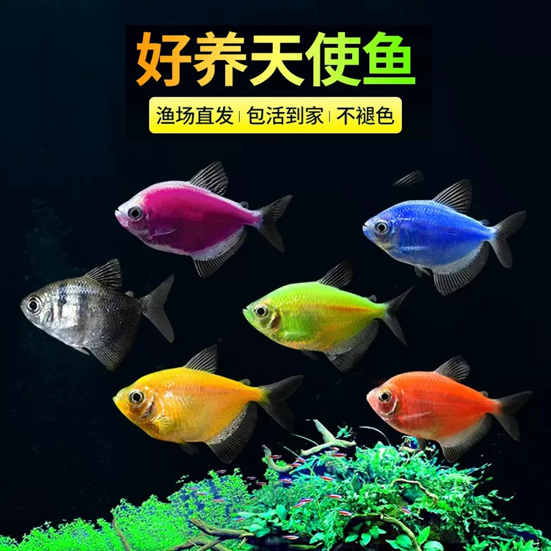 【精品天使鱼】多彩天使鱼小型鱼热带观赏鱼纯色天使新手推荐大尺寸