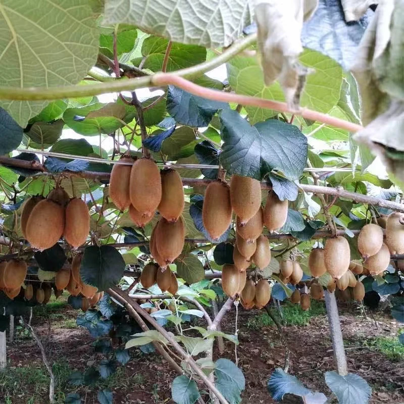 正宗湖南湘西凤凰绿心猕猴桃高山猕猴桃夏季新鲜水果现摘现发香甜