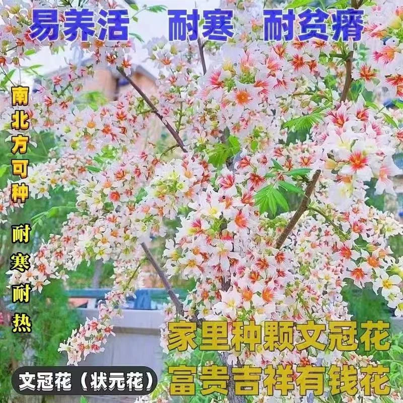文冠花树苗浓香型状元花室内外风景树庭院盆栽地栽四季种植耐寒