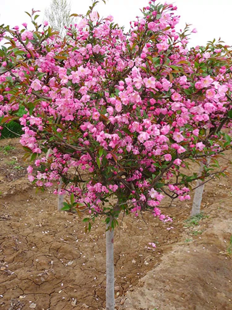 一物一拍，垂丝海棠耐严寒植物，庭院推荐，