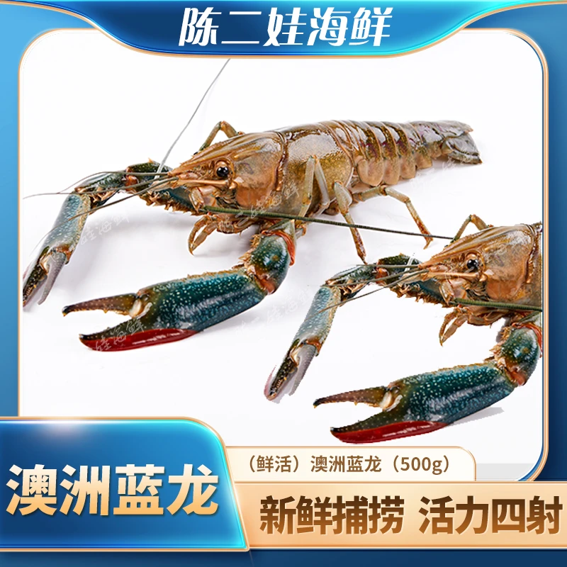 (鲜活)澳洲蓝龙(500g)