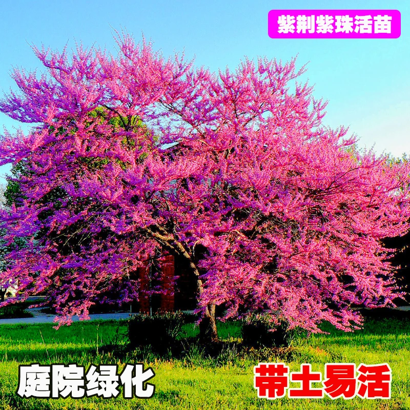 紫荆花树苗室外花卉南北方植物庭院丛生紫荆灌木绿化风景树苗