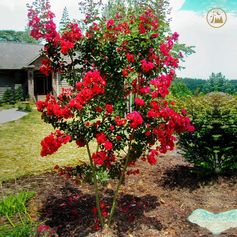 别墅庭院花园百日天鹅绒红火箭 紫粉白丛生独干耐寒紫薇风景树苗